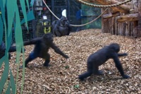 Gorillas but no mist!